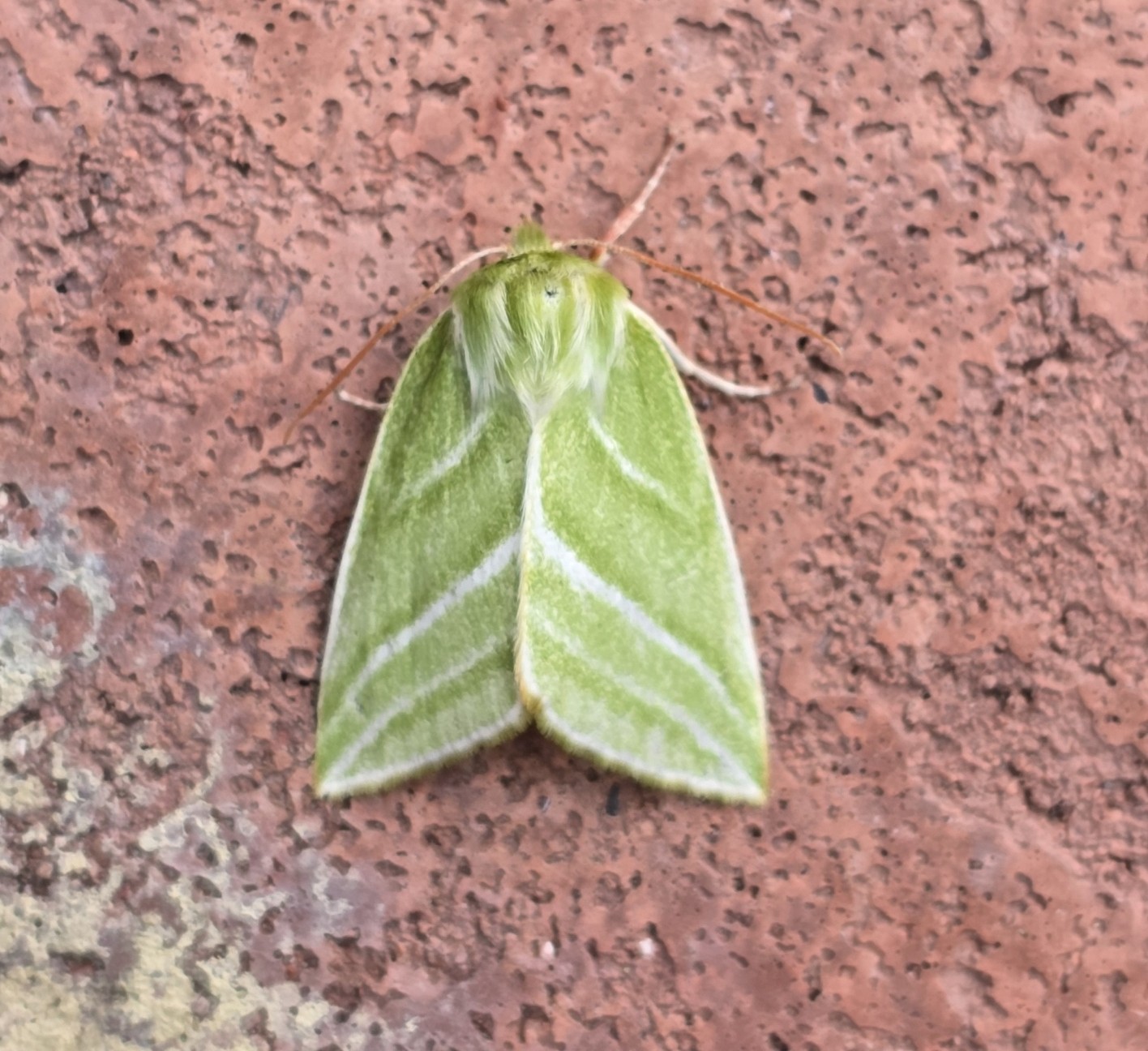 Photo of Green Silver-lines (Pseudoips prasinana)